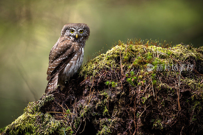 欧亚矮鸮(Glaucidium passerinum)